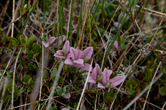 Exobasidium karstenii