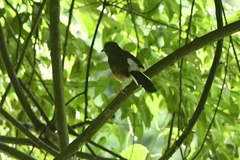 Copsychus malabaricus