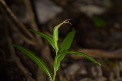 Pterostylis banksii