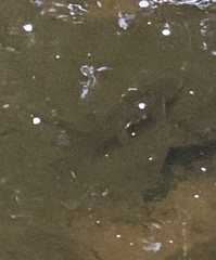 Ameiurus nebulosus