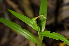 Pterostylis banksii