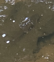 Ameiurus nebulosus