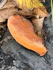 Trametes cinnabarina