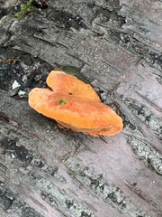 Trametes cinnabarina