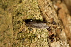Cryptaspasma querula