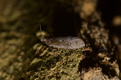 Cryptaspasma querula