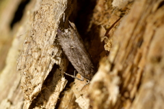 Cryptaspasma querula