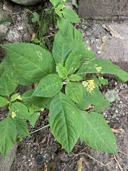 Impatiens parviflora