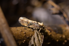 Atomotricha