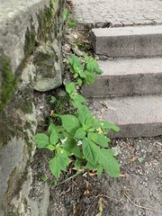 Impatiens parviflora