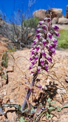Lachenalia violacea