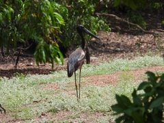 Ephippiorhynchus asiaticus