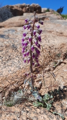 Lachenalia violacea