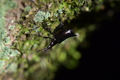 Scolopterus penicillatus