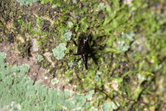 Scolopterus penicillatus