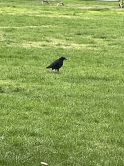 Corvus corone