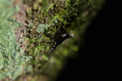 Scolopterus penicillatus