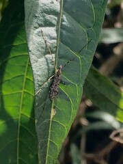 Amphineurus