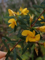 Pultenaea flexilis