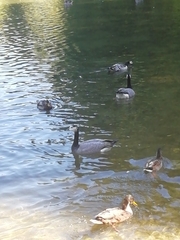 Branta leucopsis