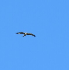 Hieraaetus morphnoides