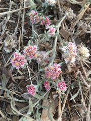 Helichrysum candolleanum