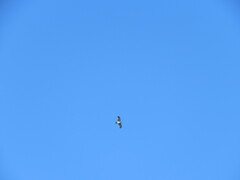 Hieraaetus morphnoides