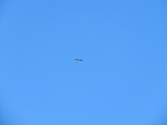 Hieraaetus morphnoides