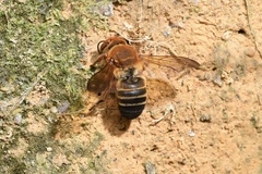 Megachile ferruginea