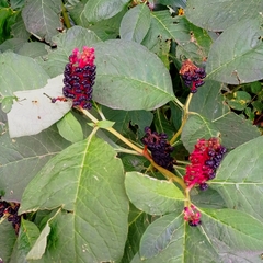 Phytolacca acinosa