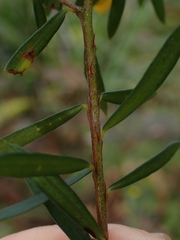Pultenaea flexilis