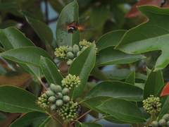 Macroglossum pyrrhosticta