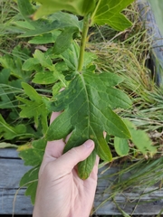 Cirsium kamtschaticum