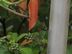 Macroglossum pyrrhosticta