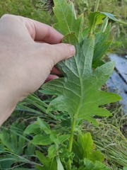 Cirsium kamtschaticum