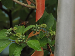 Macroglossum pyrrhosticta