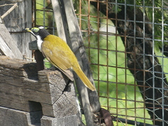Entomyzon cyanotis