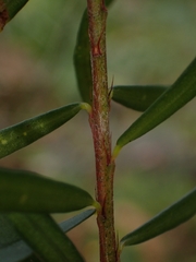 Pultenaea flexilis