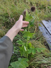 Cirsium kamtschaticum