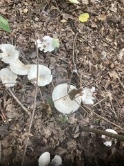 Clitocybe odora