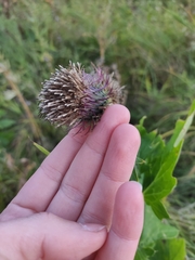 Cirsium kamtschaticum