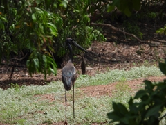 Ephippiorhynchus asiaticus