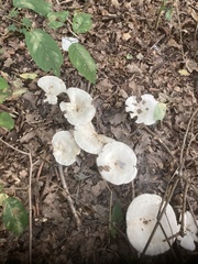 Clitocybe odora