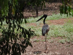 Ephippiorhynchus asiaticus