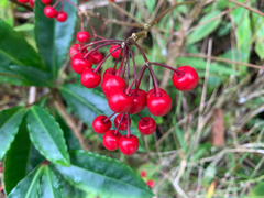 Ardisia crenata image