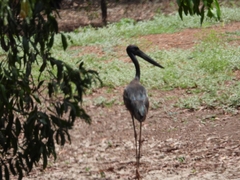 Ephippiorhynchus asiaticus
