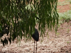 Ephippiorhynchus asiaticus