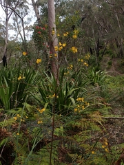 Pultenaea flexilis