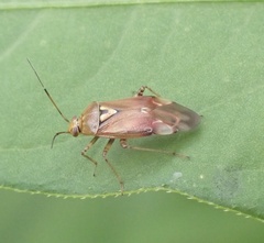 Lygus pratensis