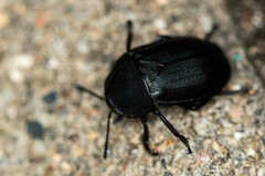Silphidae